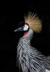 Head close-up balearic crane against black background