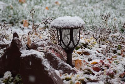 Close-up of flower in snow