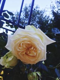 Close-up of fresh rose blooming outdoors