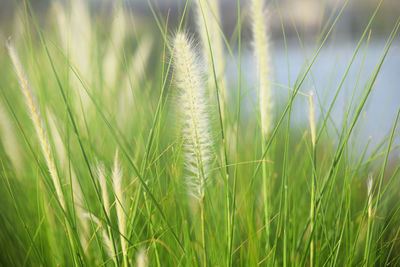 Close-up of stalks in field