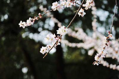 Close-up of apple blossoms in spring