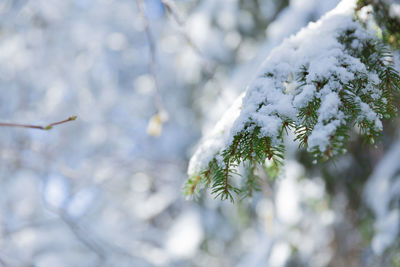 Close-up of frozen tree branch during winter