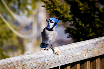 Close-up of bluejay bird perching on wood