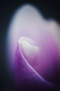 Close-up of pink rose flower