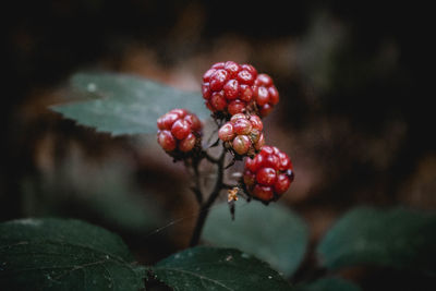 Close-up of red berries growing on tree