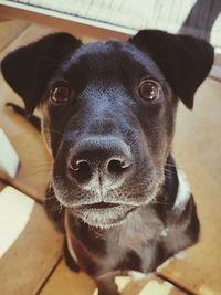 Close-up portrait of dog