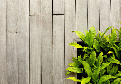 High angle view of plant leaves on wooden wall