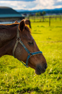 Close-up of a horse on field