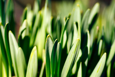 Full frame shot of plants growing on field
