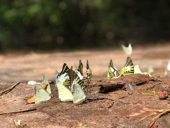 Close-up of dry leaves on table