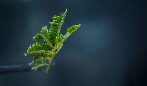 Close-up of fresh green plant