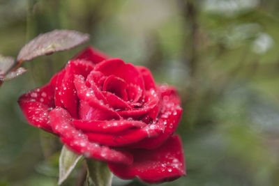 Close-up of wet red rose blooming outdoors