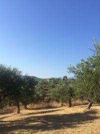 Trees on landscape against clear blue sky