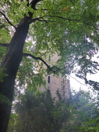 Low angle view of trees and building in forest