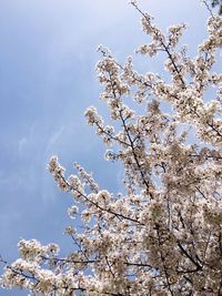Low angle view of blossom tree against sky