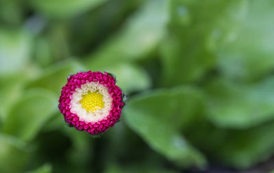Close-up of pink flower growing on plant