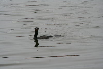 Bird swimming in water