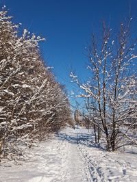 Bare trees on snow covered landscape against blue sky