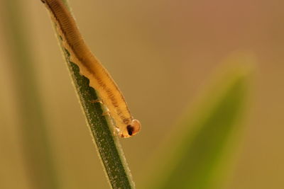 Close-up of insect on plant