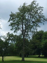 Trees in park