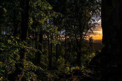 Trees in forest during sunset