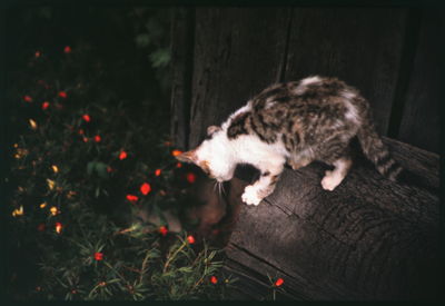 Cat looking away