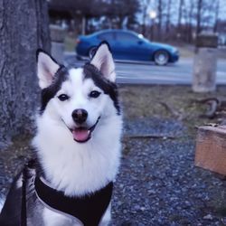 Portrait of a dog