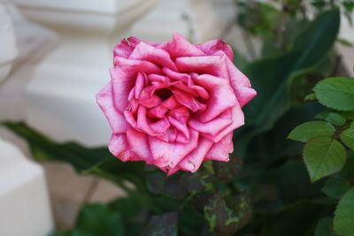 Close-up of pink rose