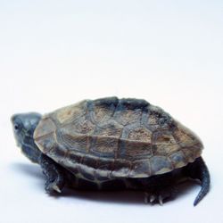 Close-up of animal over white background