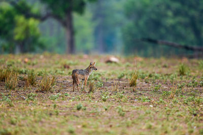 Fox standing on land