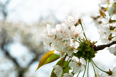Close-up of white cherry blossom tree