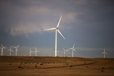 Wind turbines in field against cloudy blue sky at sunset