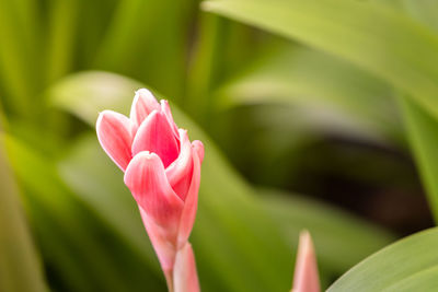 Close-up of pink lotus water lily