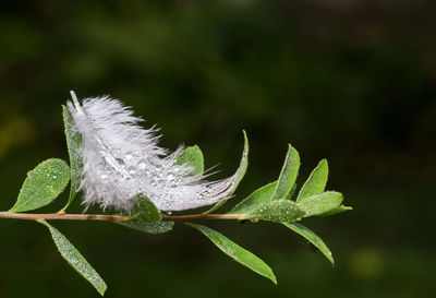 Close-up of wet plant leaves