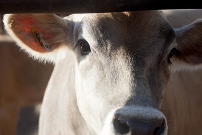 Close-up portrait of cow