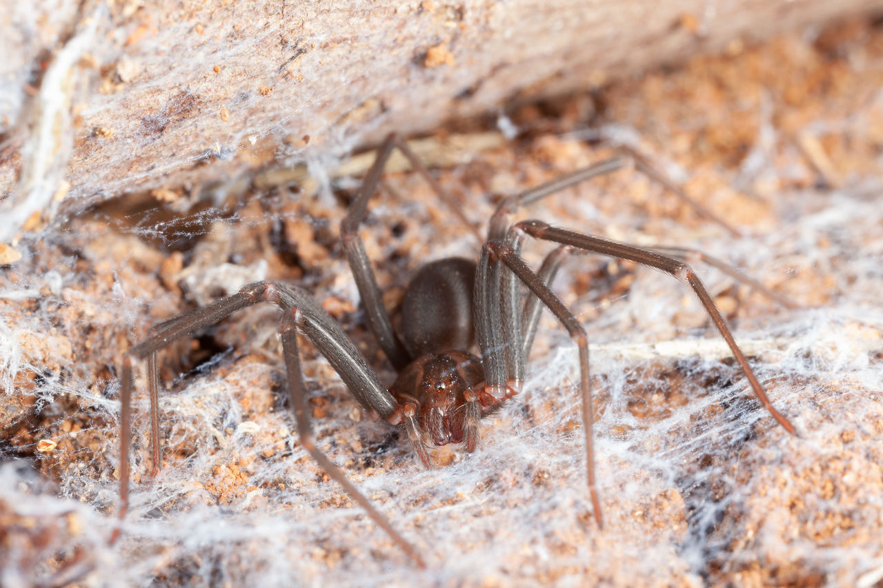 CLOSE-UP OF SPIDER IN THE GROUND