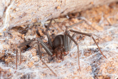 Close-up of spider