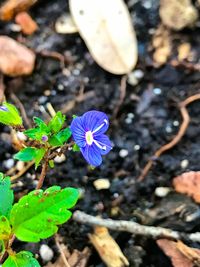 Close-up of purple flower