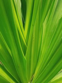 Full frame shot of palm leaves