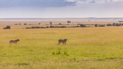 View of sheep on landscape