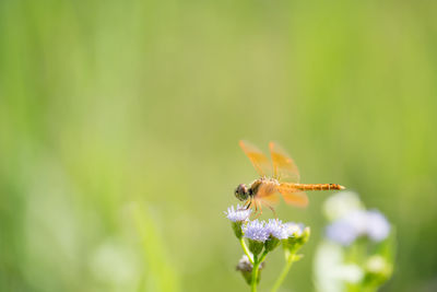 The image of a dragonfly on a flower island