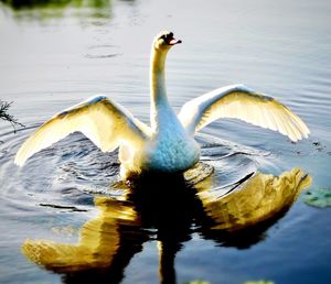 Ducks swimming in lake