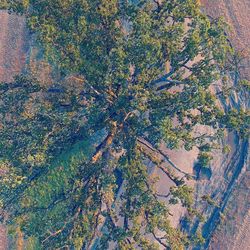 Tree growing in farm