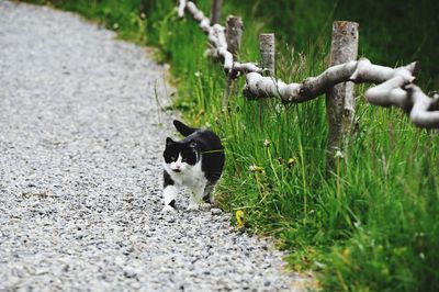 Cat in a field