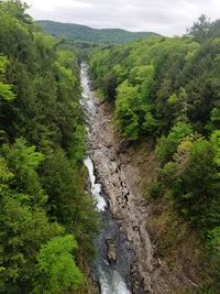Scenic view of stream amidst trees in forest against sky