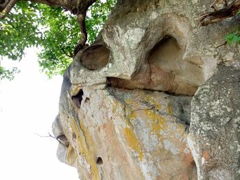 Low angle view of tree trunk