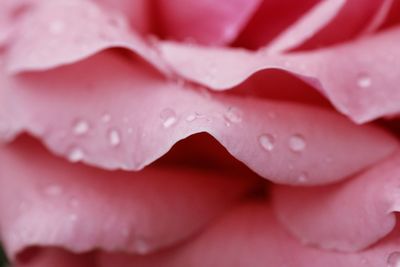 Close-up of wet pink rose