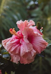 Close-up of wet pink hibiscus blooming outdoors