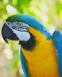 Close-up of blue parrot