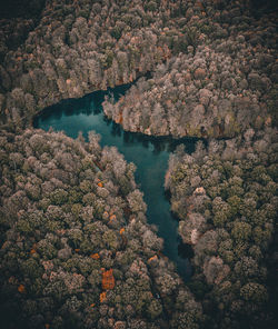 High angle view of trees by river